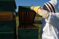 Beekeeper James Olsen checks one of his hives.